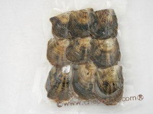 Bulk akoya sale pearl oysters wholesale